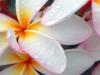 plumeria after morning rain
